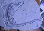 Fossils@School
