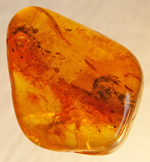 Baltic amber with ant