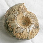 click for a larger image