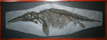 feature fossil