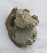 click for a larger image