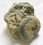 click for a larger image