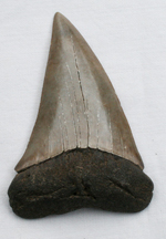 click for a larger image