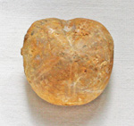 click for a larger image